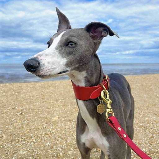 A grey whippet wearing a red Cub & Grey leather dog lead on a beach
