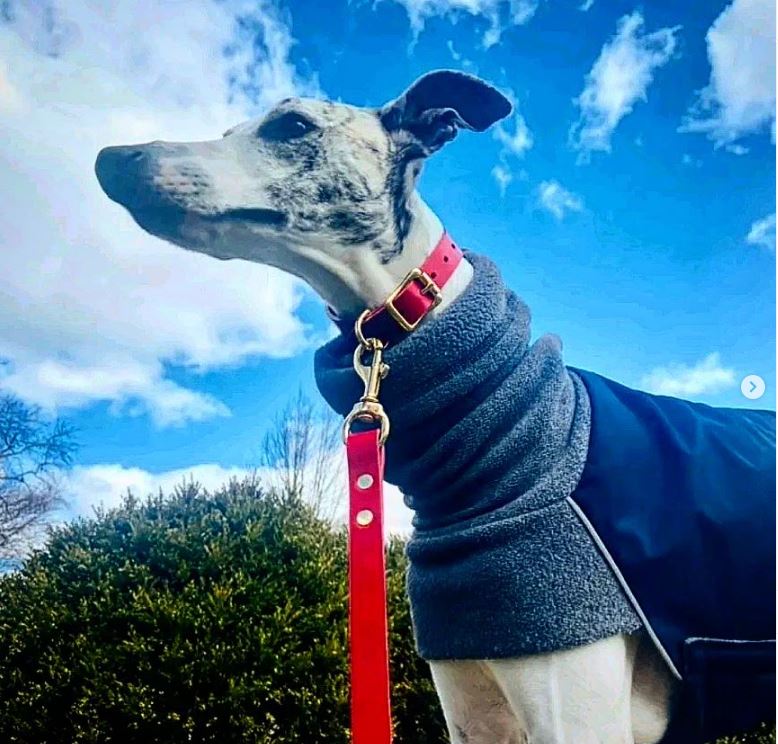 Cub & Grey Leather Dog Lead in Cavendish Red on a dog outdoors