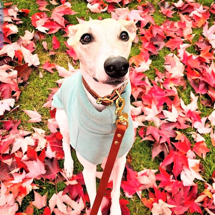 A white dog wearing a Cub & Grey Whisky Tan leather dog lead on grass with red leaves