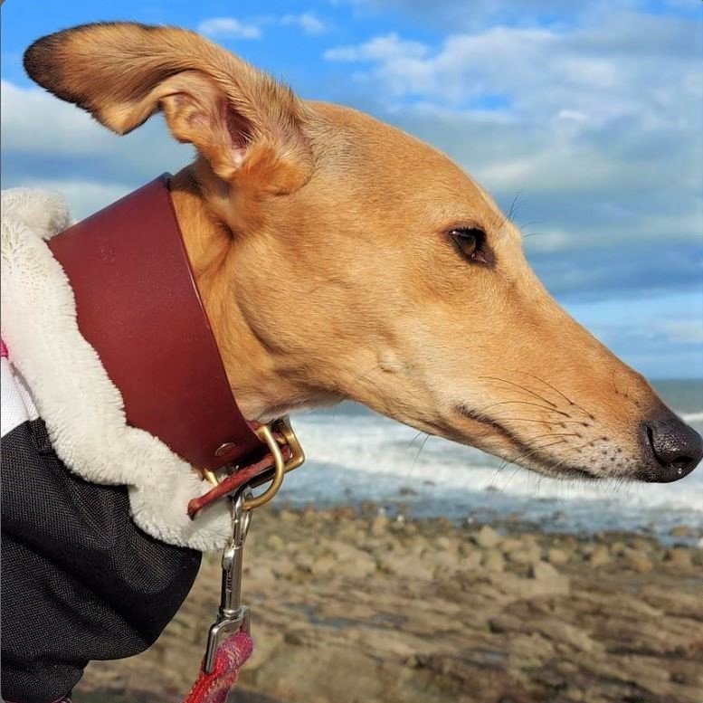 Tan greyhound wearing burgundy Luxury Hound Collar brass hardware, coastal landscape fleece coat leash attached