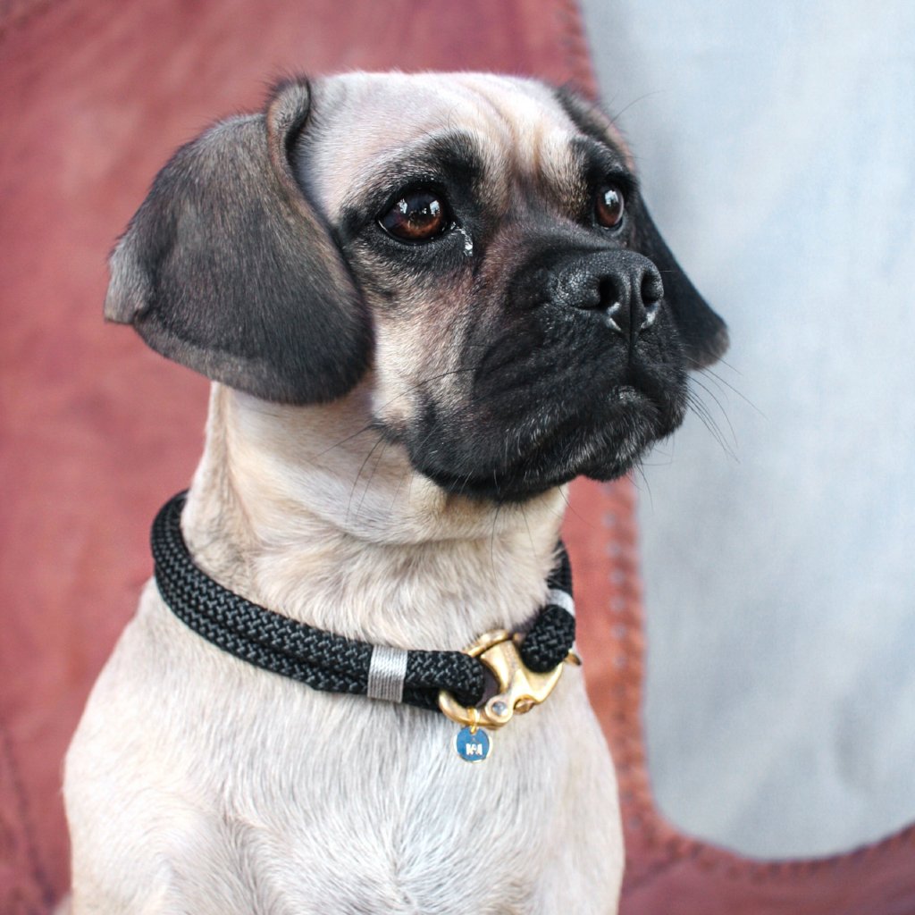 Small Oonalfie Seychelles collar with solid brass hardware, handmade in Britain