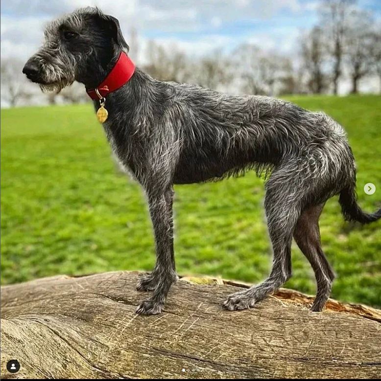 A grey dog wearing a red Cub & Grey Leather Hound Collar on a log outdoors