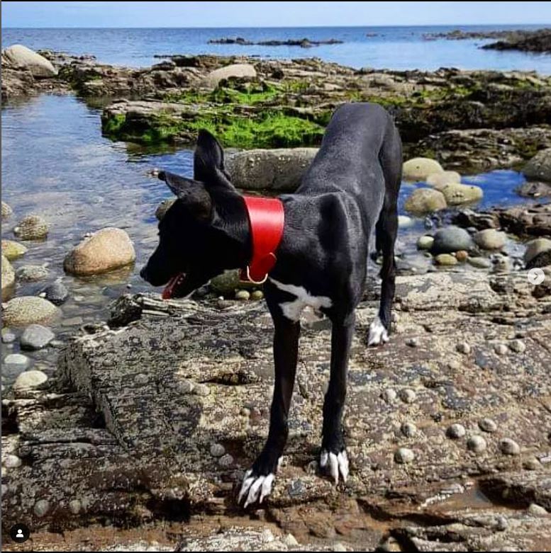 Black dog wearing a red Cub & Grey Leather Hound Collar on a rocky beach
