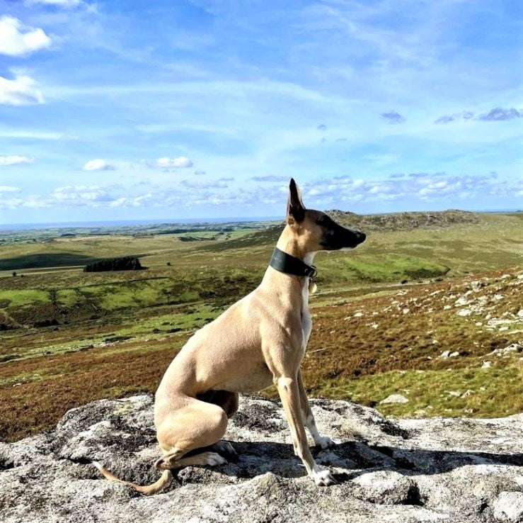 A fawn sighthound wearing a black Cub & Grey Leather Hound Collar on a rocky hill