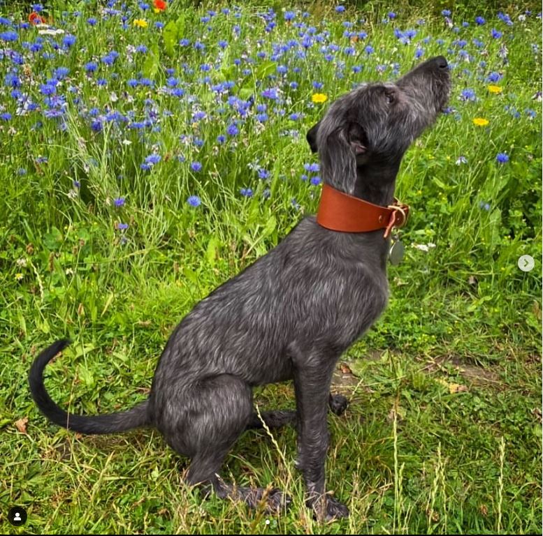 A black dog wearing a brown Cub & Grey Leather Hound Collar in a field of flowers