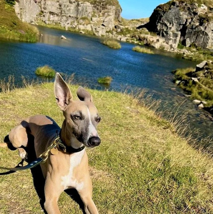 A whippet wearing a black Cub & Grey Leather Hound Collar by a lake