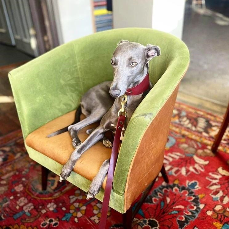 A greyhound wearing a British Burgundy Cub & Grey Leather Hound Collar on a green armchair