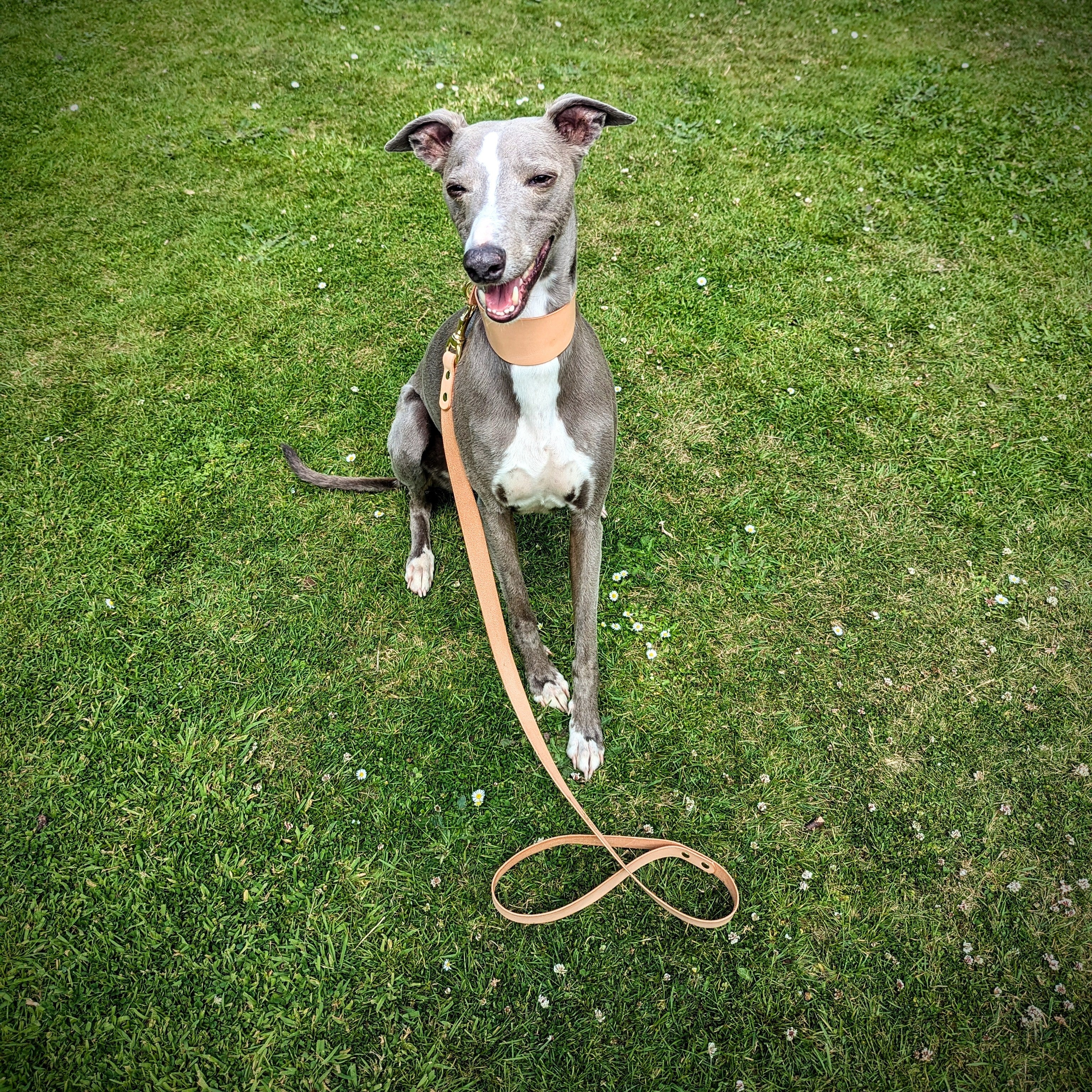 A grey whippet wearing a tan leather collar and lead, sitting on grass