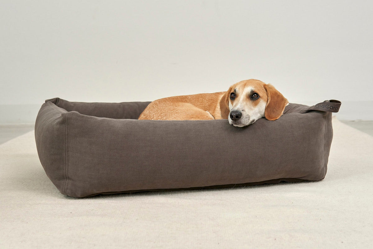 Dog lying in a MiaCara Comodo box dog bed in Chocolate