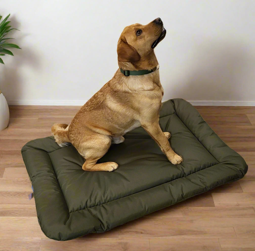 Large brown dog sitting on green waterproof rectangular cushion pad bed on wooden floor in modern home setting