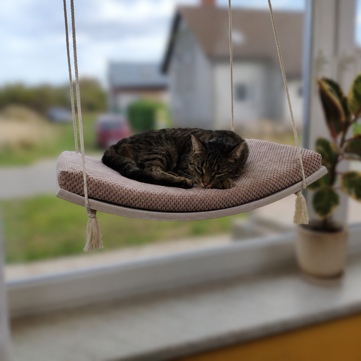 Tabby cat curled asleep on the Arcing View cat window hammock, rope-suspended beech shelf at a sunlit window