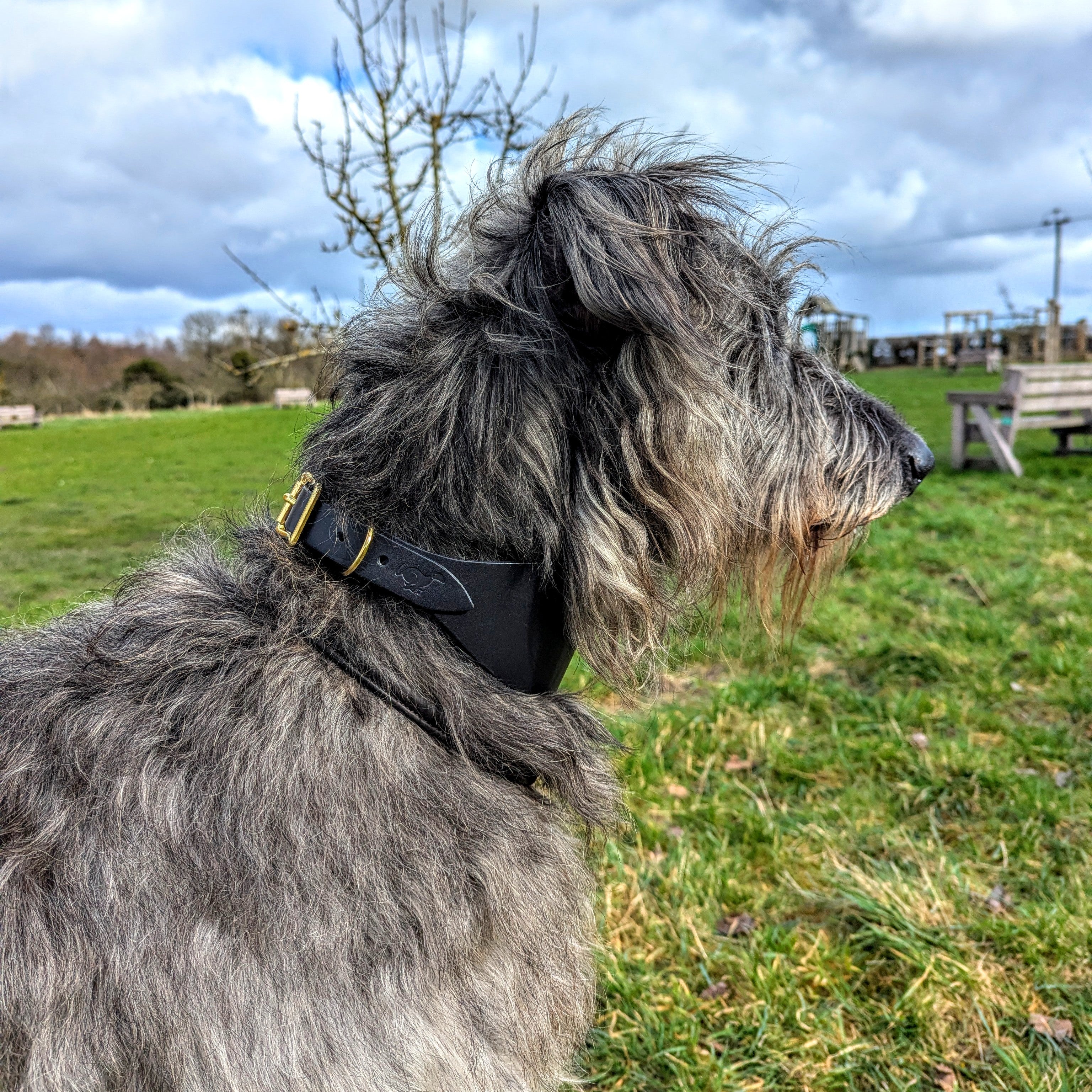 Lifestyle shot of a grey hound wearing a black Leather XL Hound Collar by Cub & Grey