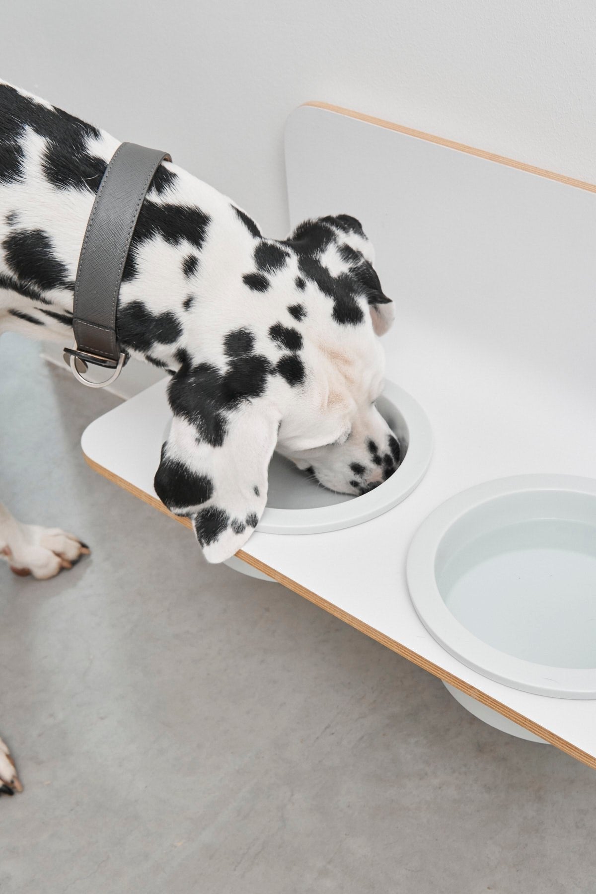 Black and white spotted dog eating from MiaCara Arco designer feeder with white porcelain bowls on wooden stand