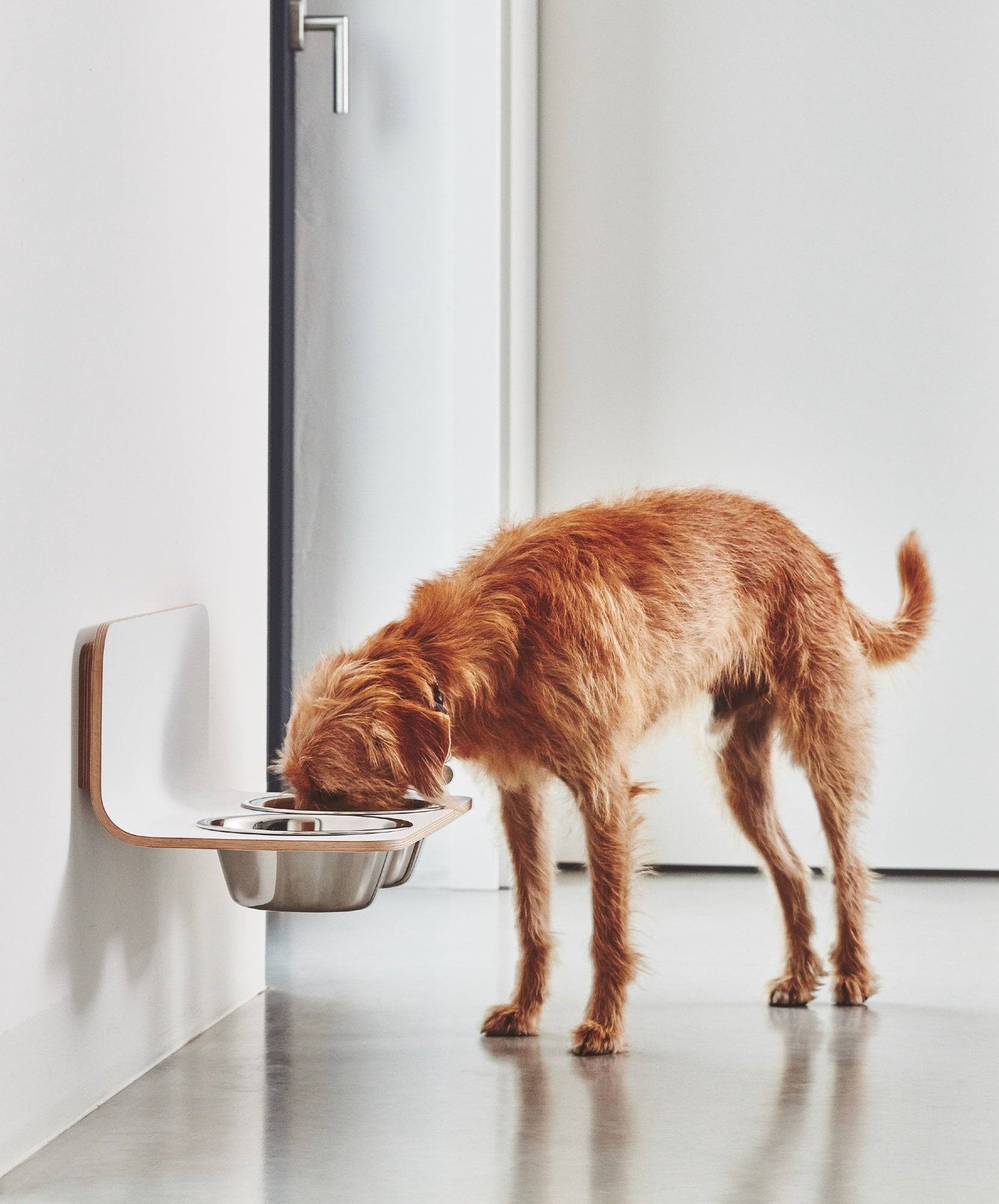 Orange dog eating from MiaCara Arco wall-mounted feeder with stainless steel bowls in minimalist white kitchen