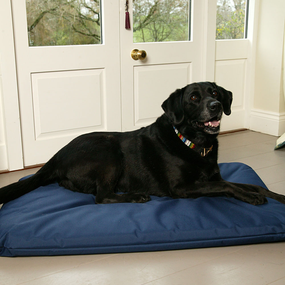 Black labrador dog lying comfortably on blue waterproof duvet dog bed beside white French doors indoors