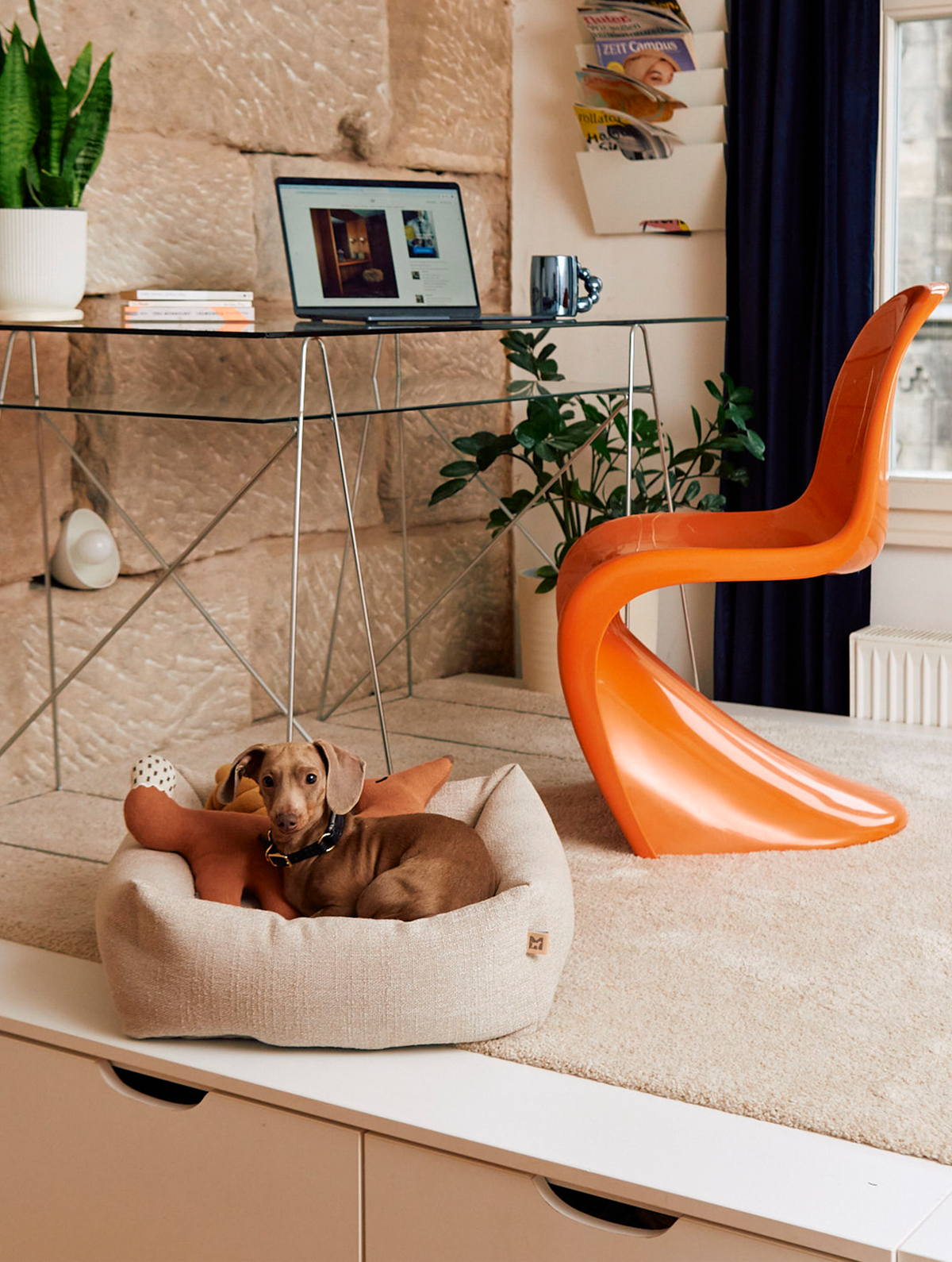Small dog resting in the MiaCara Campo Piccolo dog bed in Greige, in a home office