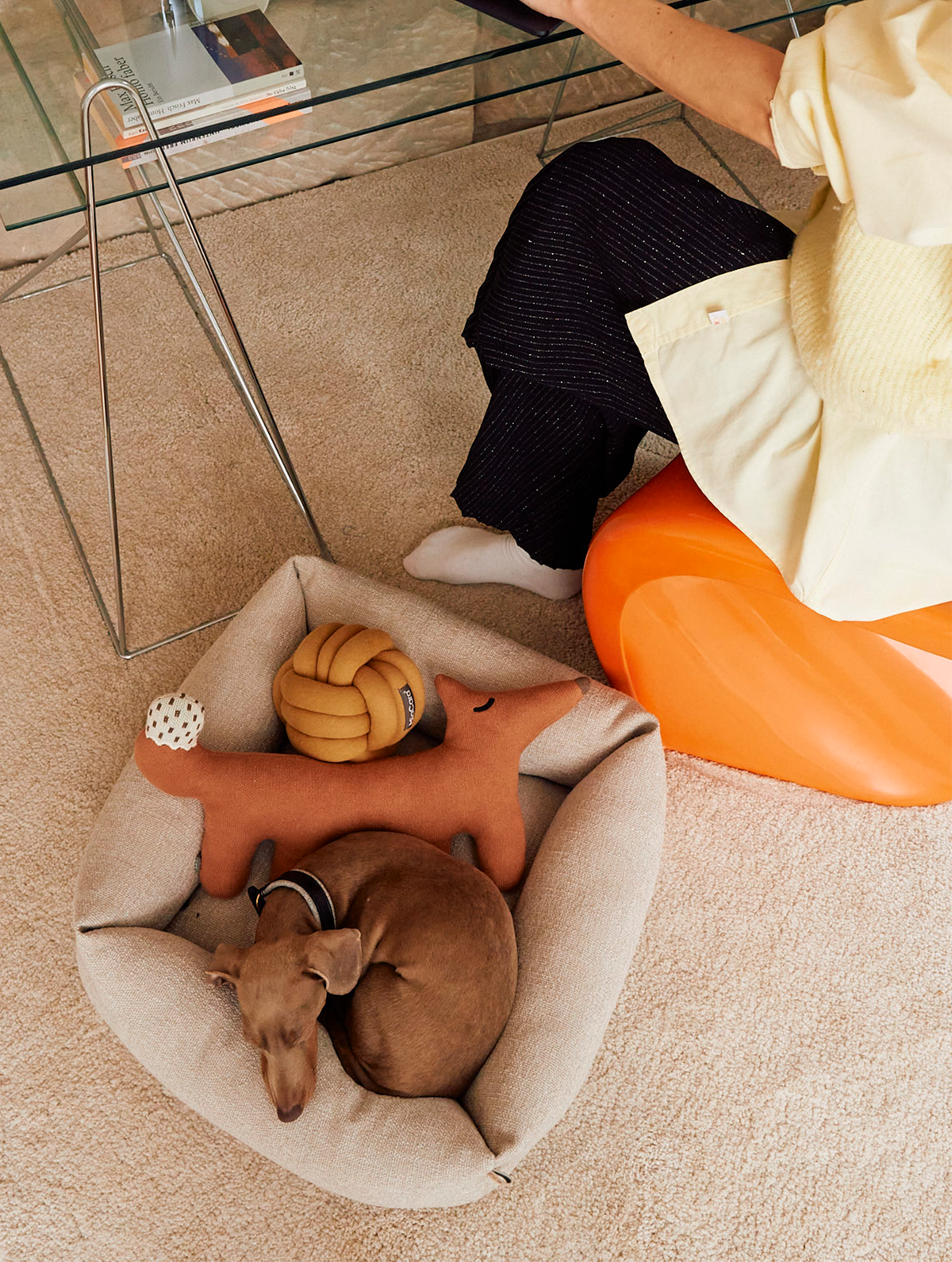 Small dog curled up asleep in the MiaCara Campo Piccolo dog bed in Greige, seen from above