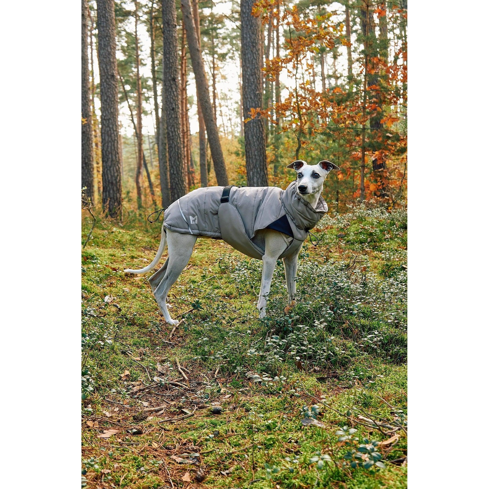 Whippet wearing grey MiaCara Cosima designer winter coat in autumn forest, showcasing minimalist German pet design