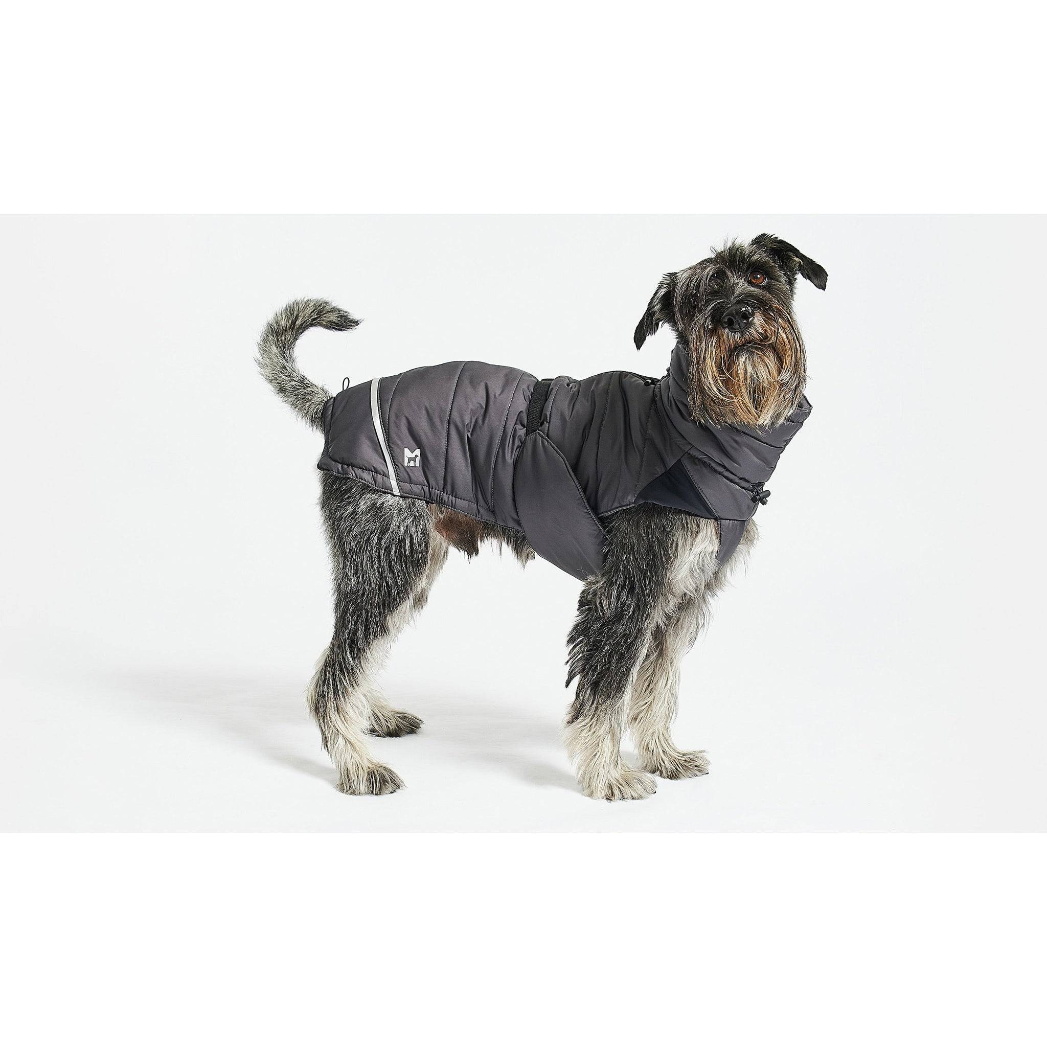 Designer dog winter coat in charcoal grey with minimalist German design, modeled by terrier on white background