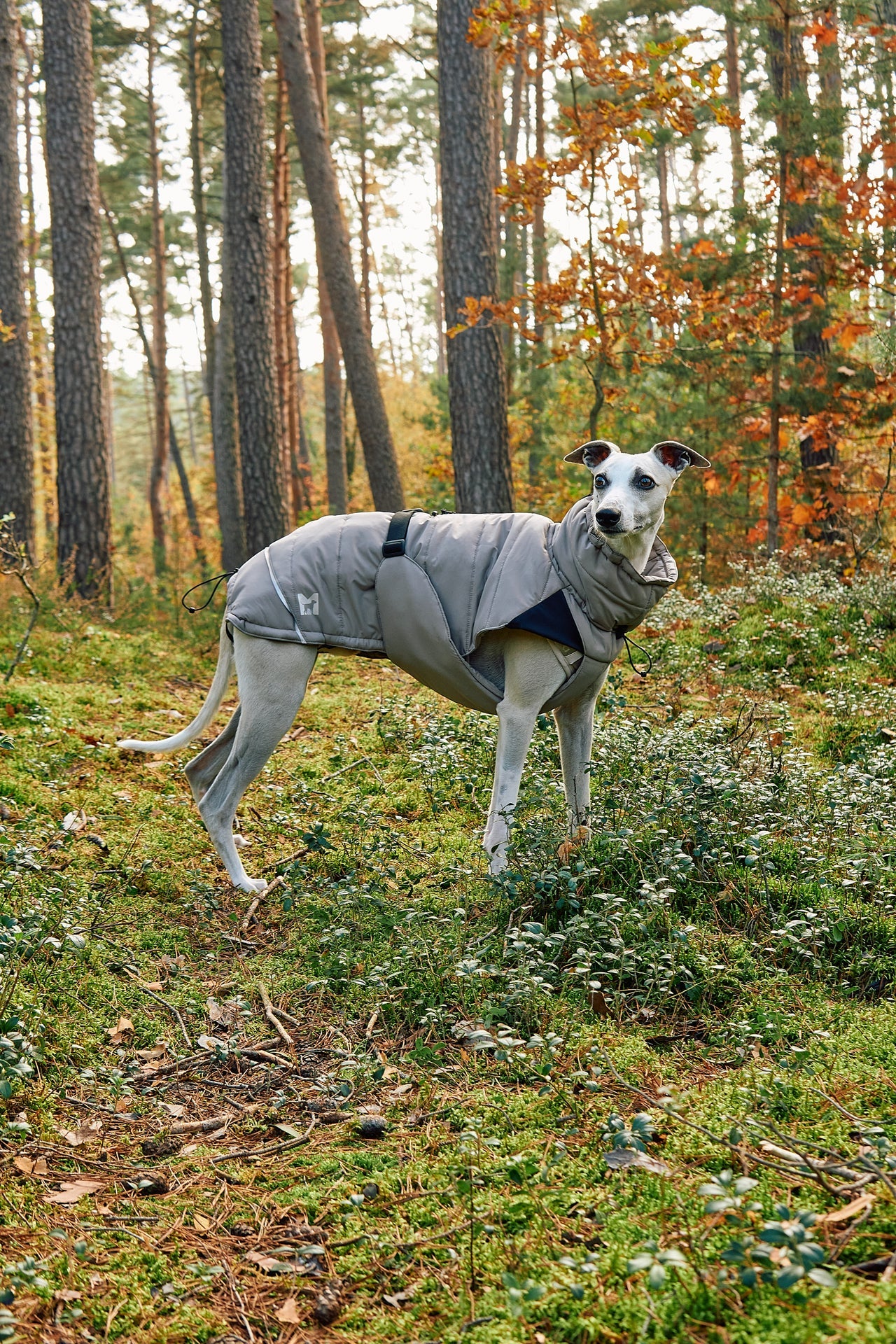 A whippet wearing a grey padded MiaCara dog coat, standing in an autumn pine forest.