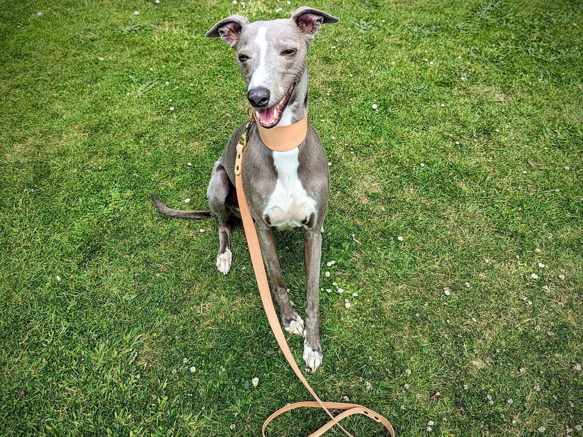 A grey whippet sitting on grass wearing a Cub & Grey leather collar and lead