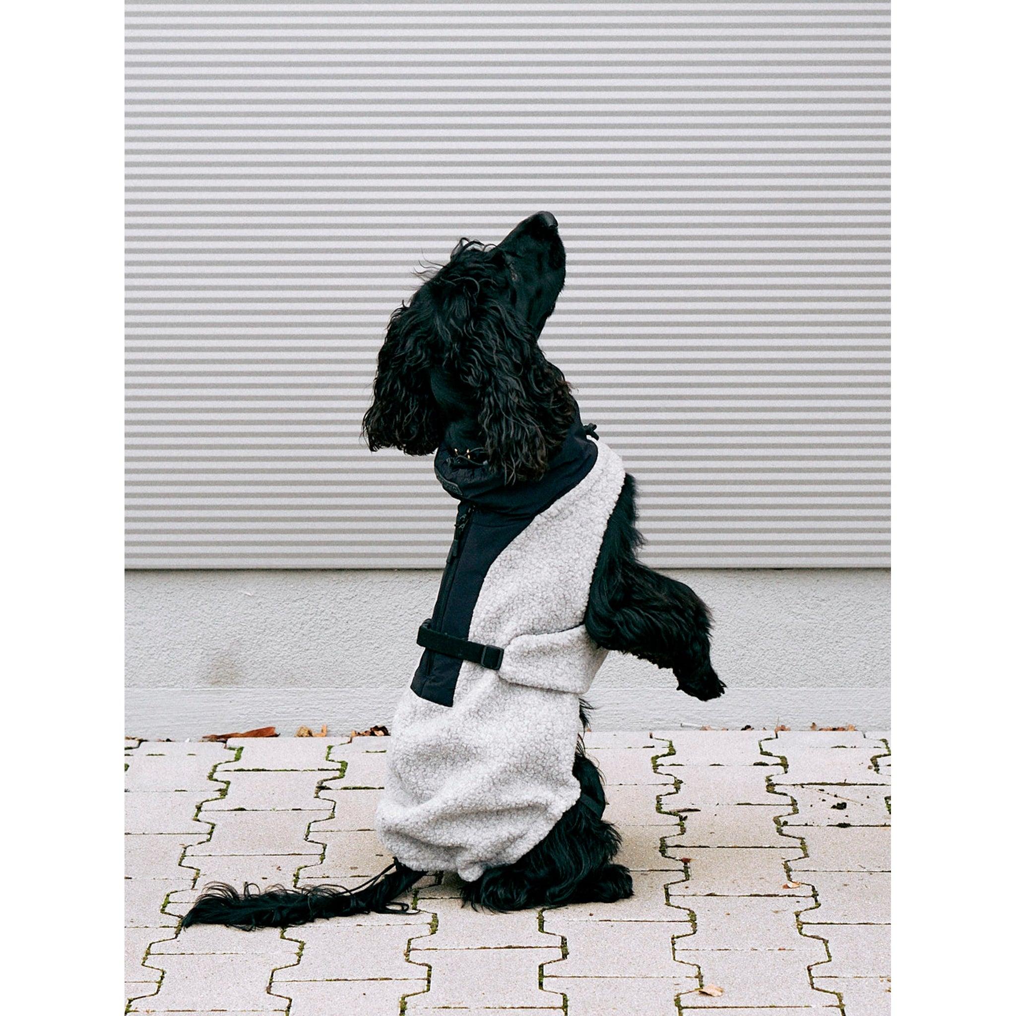 MiaCara Emilia Dog Contemporary Coat - Lifestyle image