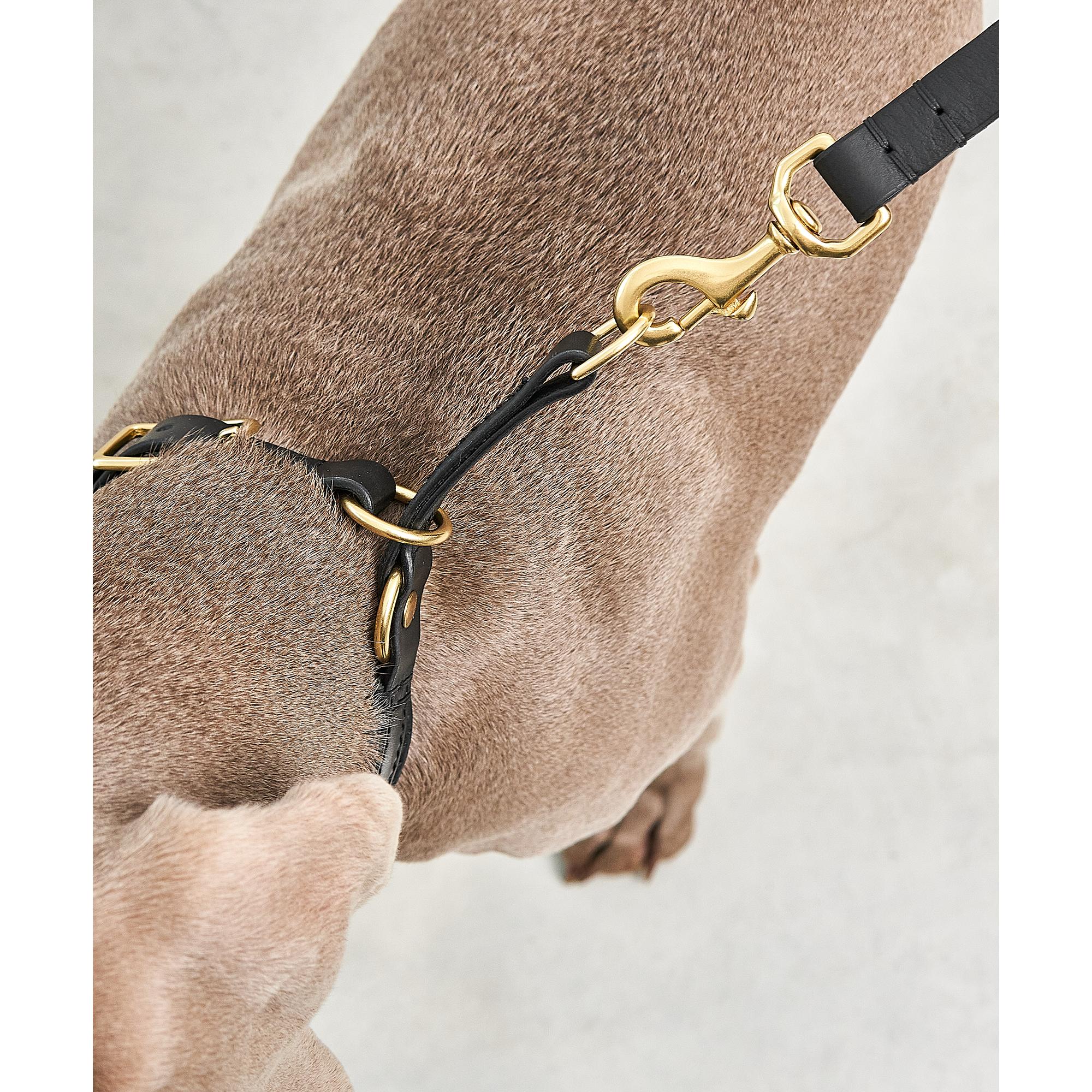 Close-up detail of MiaCara Fano German designer dog collar showing minimalist slip construction