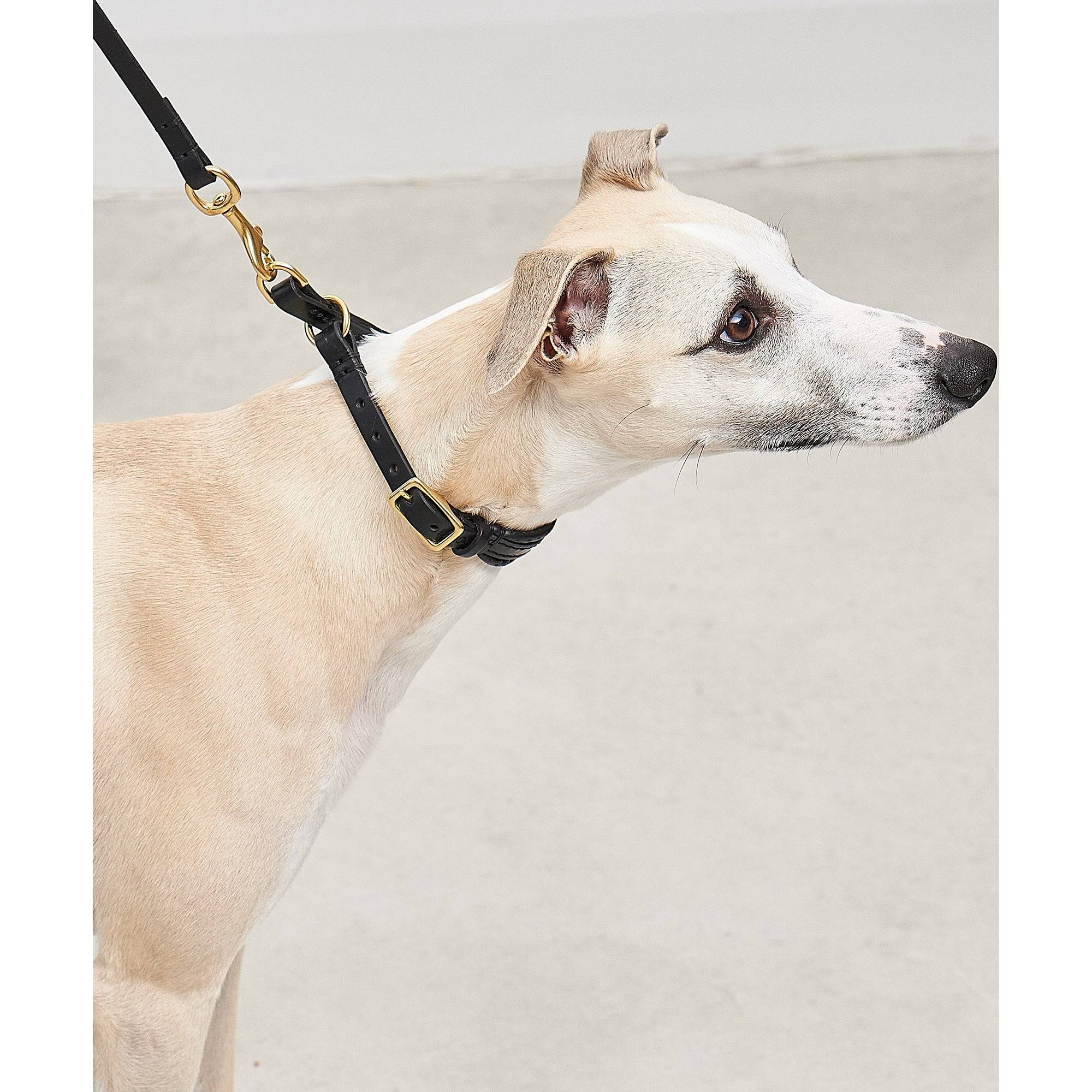 German designer dog collar detail view showing minimalist slip construction