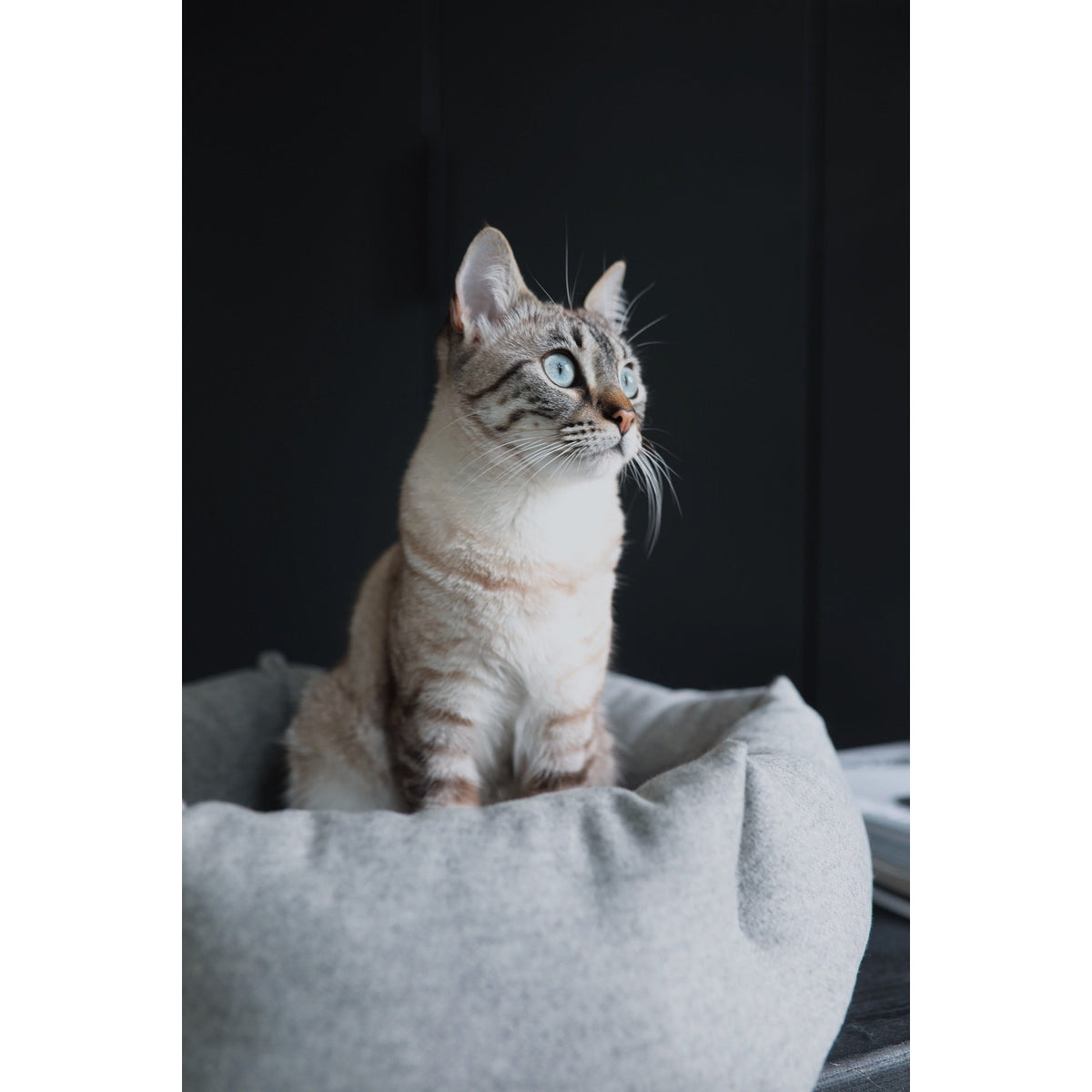 Blue-eyed tabby-point cat sitting upright in the light grey MiaCara Calma cat bed against a dark wall