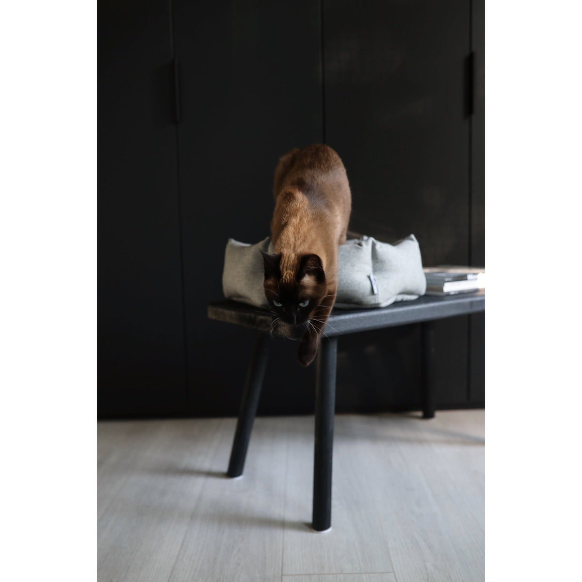 Seal-point cat stepping to the edge of a black bench in front of the light grey MiaCara Calma cat bed
