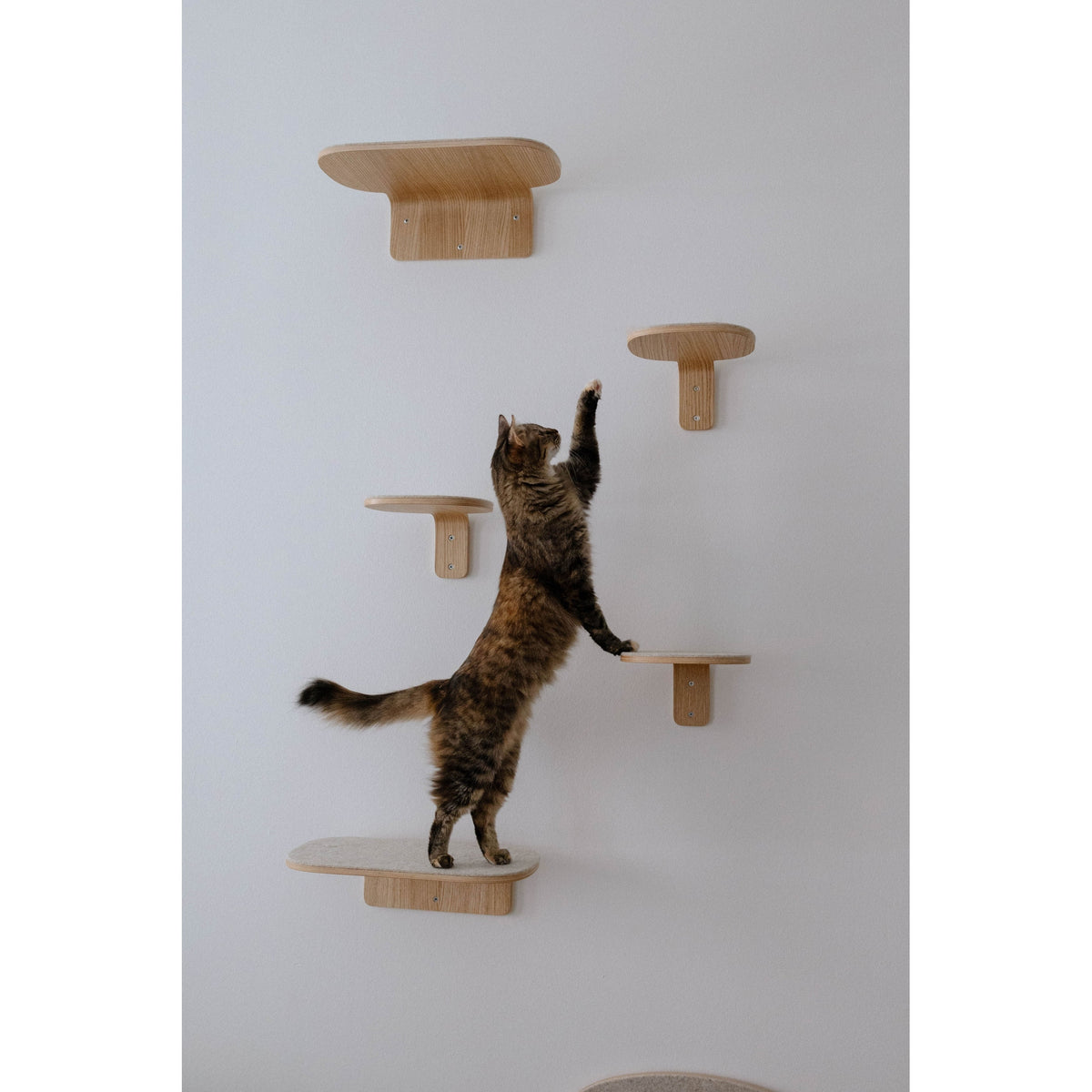 Tabby cat stretching up a route of MiaCara Parete short and long wall steps on a pale wall