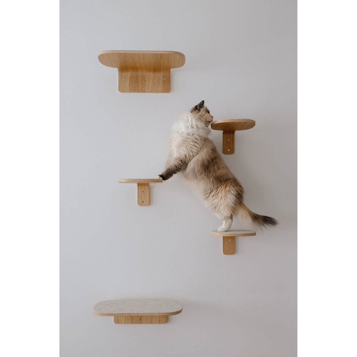 Cat climbing between MiaCara Parete short and long wall steps on a pale wall