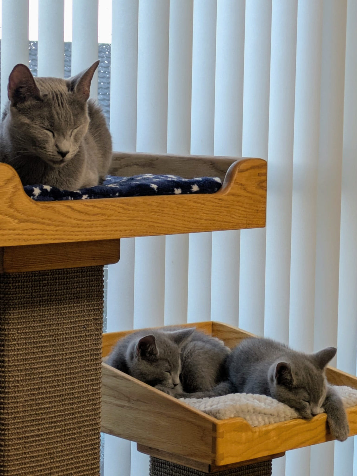 Grey cat resting in the upper bed and two grey kittens asleep in the lower bed of a handmade cat tree with a solid oak base