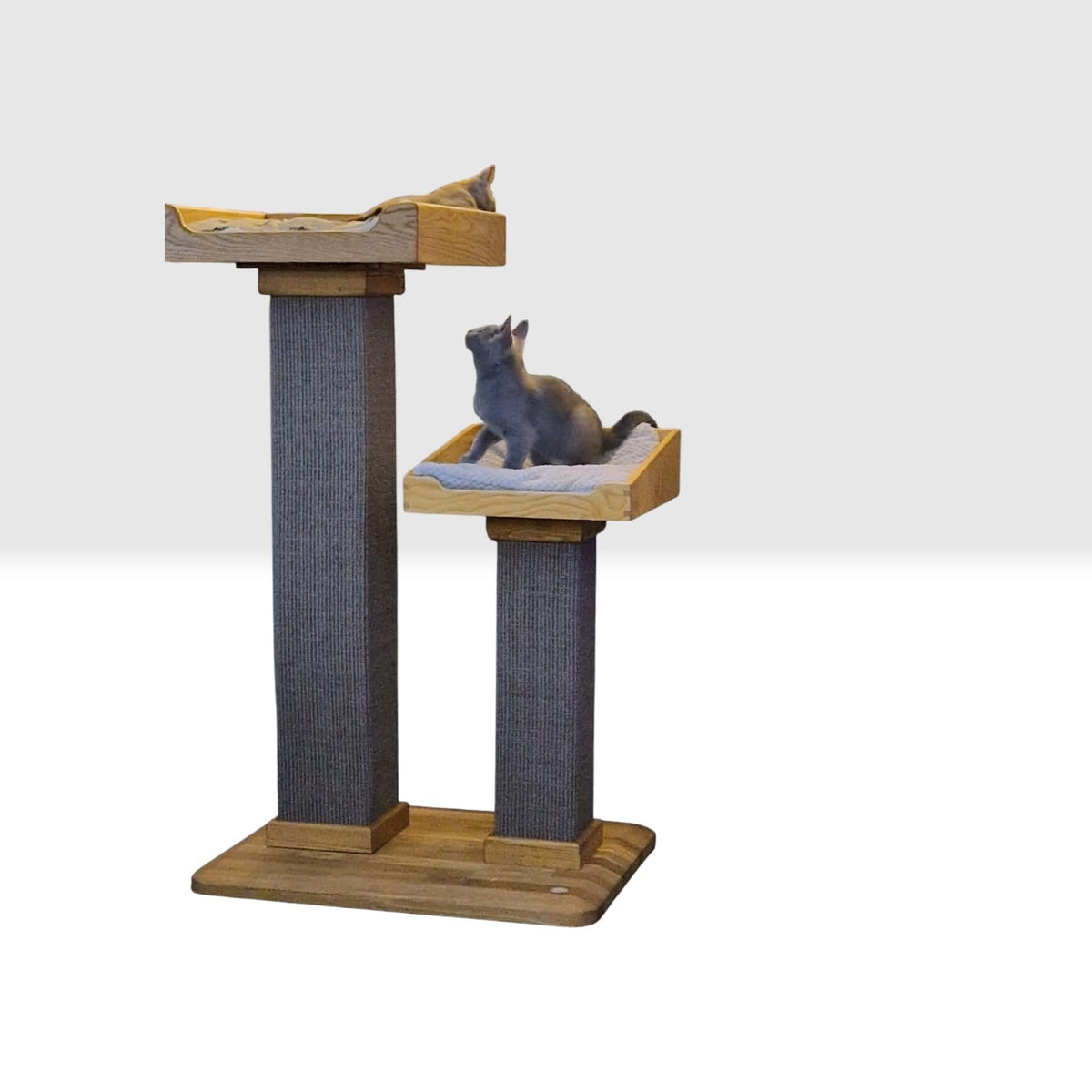 Handmade two-post cat tree with two beds, one at each height, on a solid oak base, with two cats