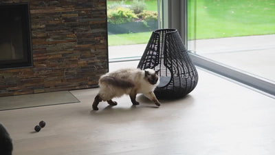 MiaCara Perla Cat Cave lifestyle video