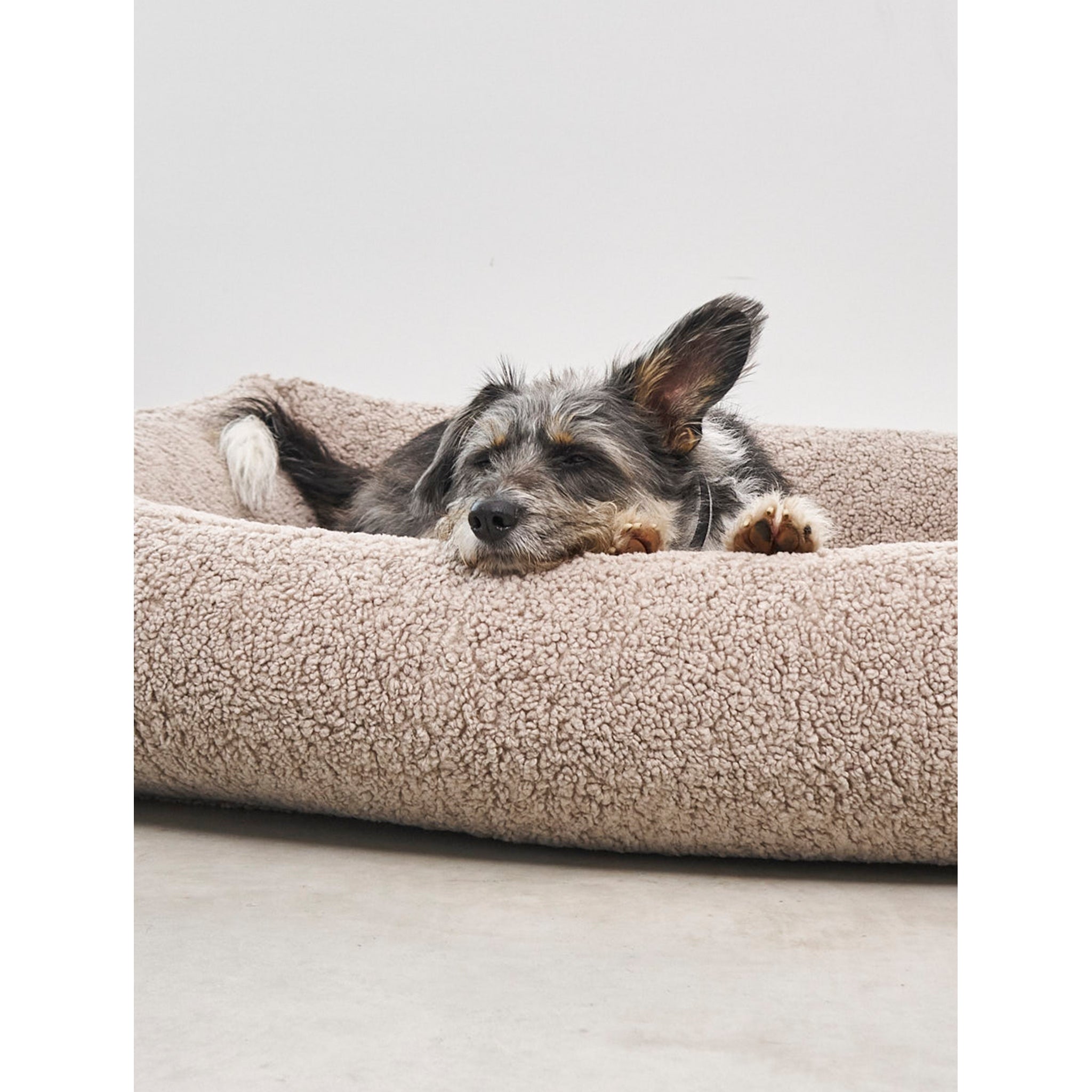 Small dog sleeping peacefully in beige MiaCara Senso designer pet bed with minimalist German design and sustainable materials