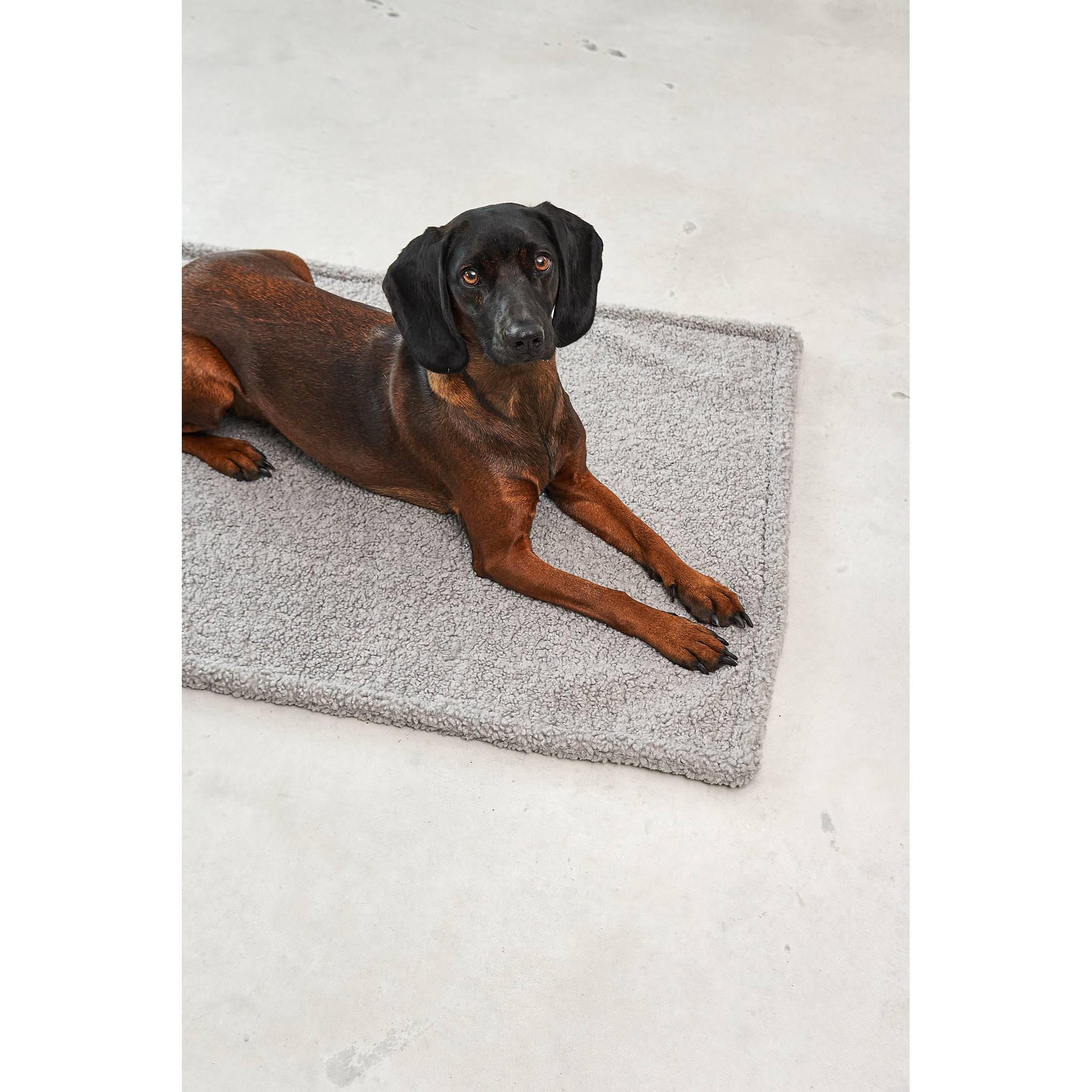 MiaCara Senso Dog Designer Blanket - Alternative angle