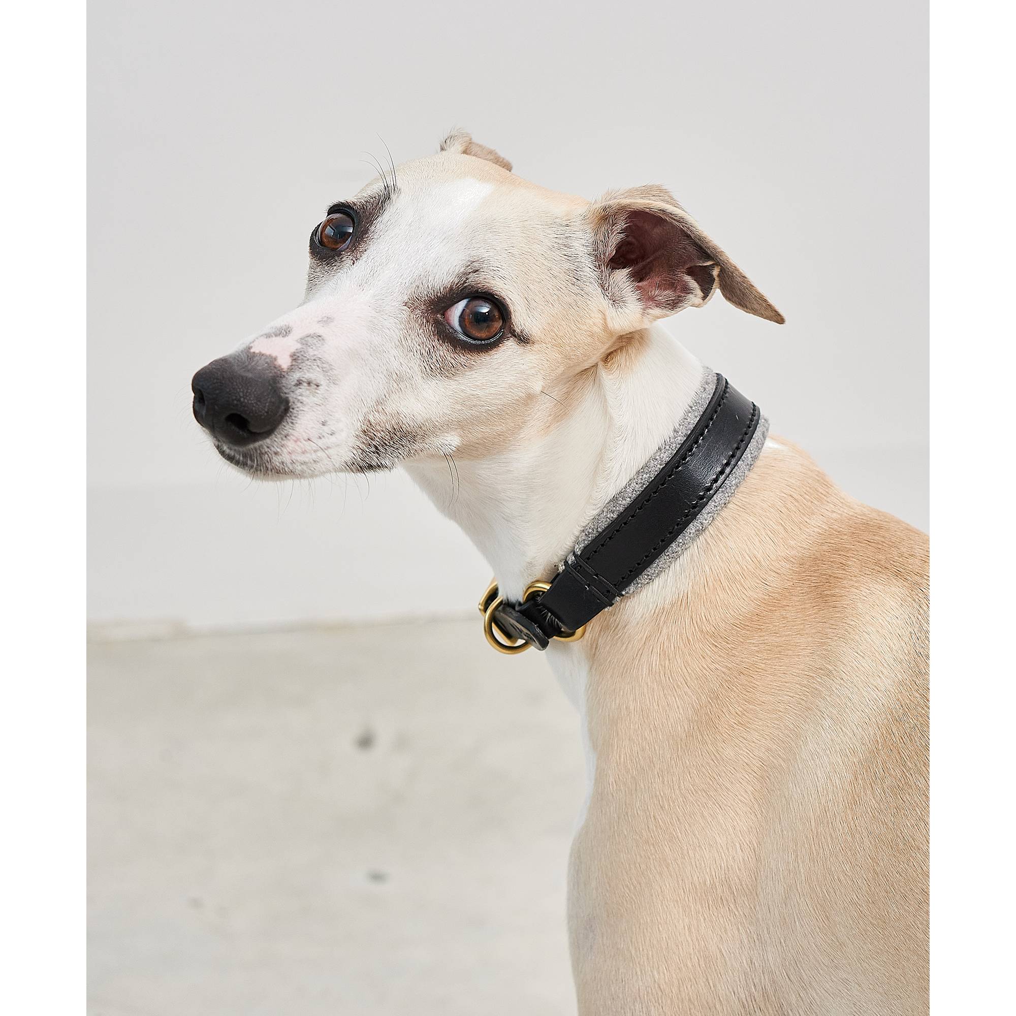 Close-up view of MiaCara Siena designer dog collar showcasing German minimalist craftsmanship