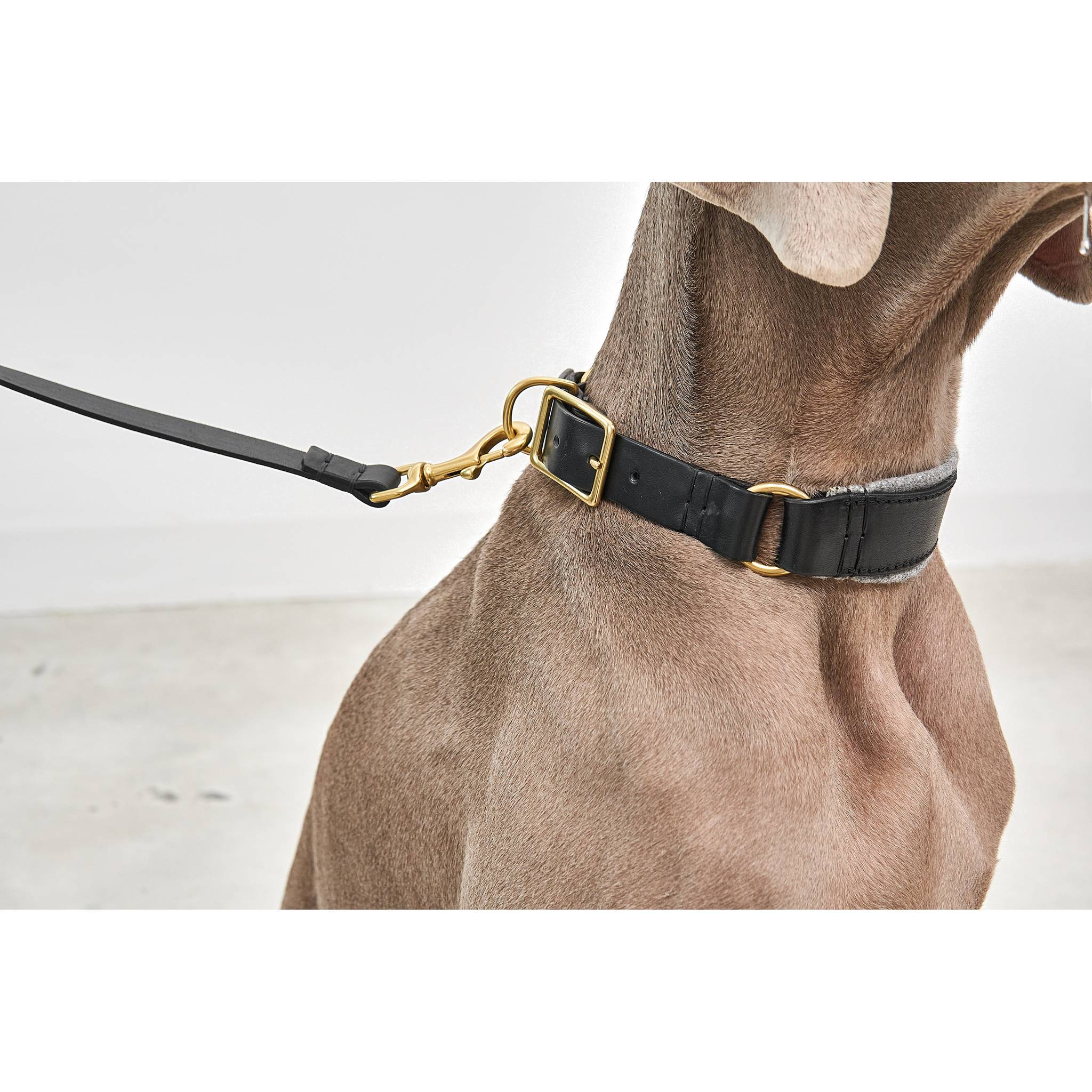 Detail view of MiaCara Siena designer dog collar showcasing German minimalist craftsmanship