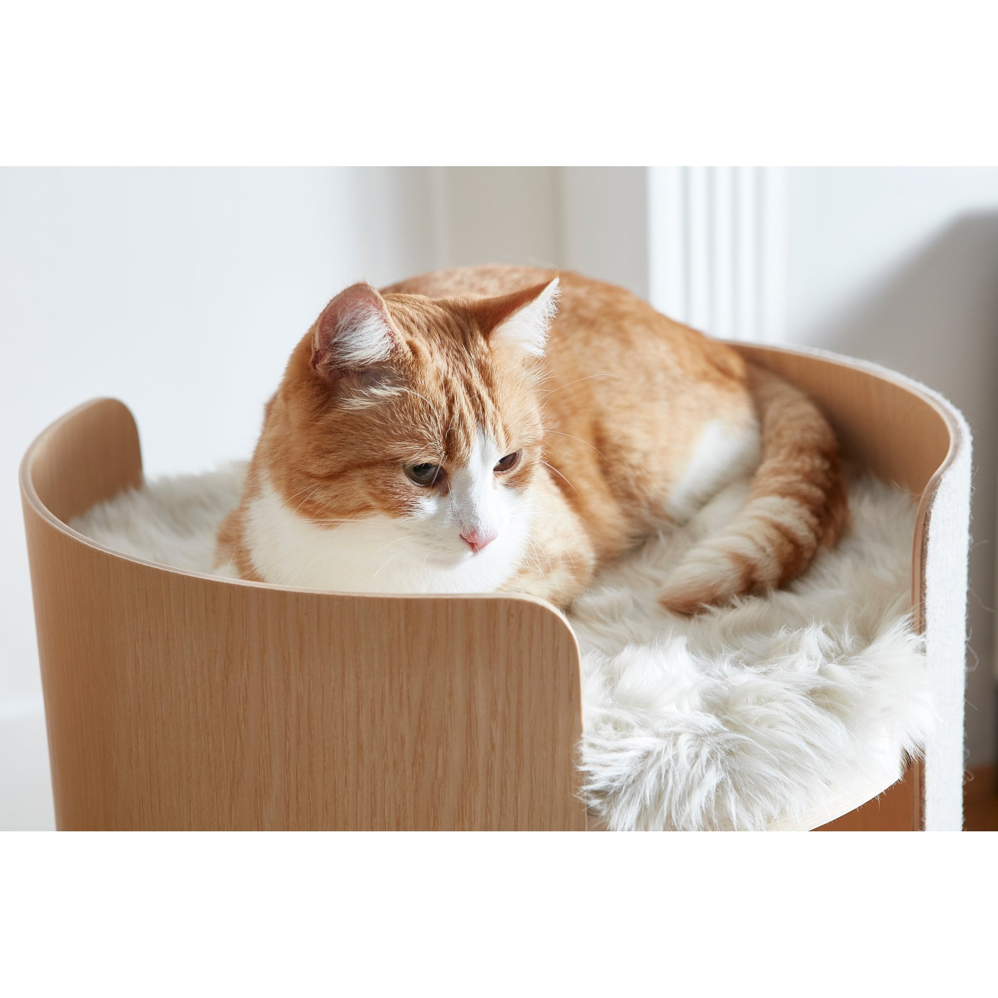 Orange cat resting in MiaCara Torre wooden pet bed with white fleece cushion, showcasing minimalist German design