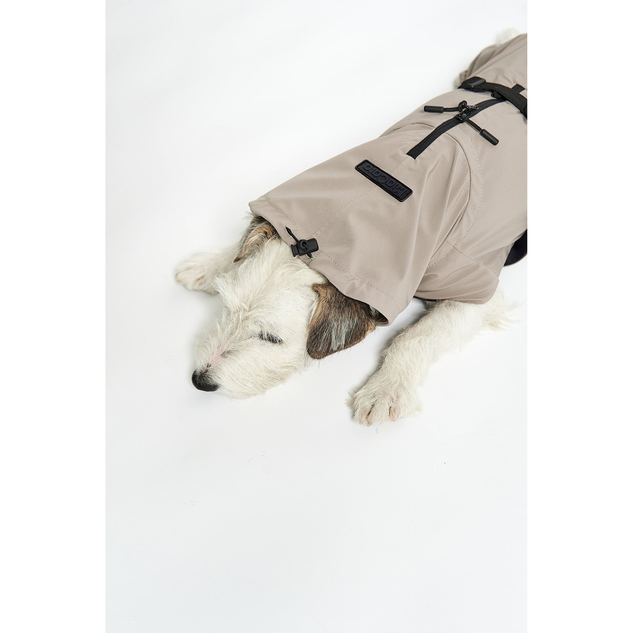Small dog wearing beige MiaCara Valentina designer rain coat with minimalist German design and sustainable materials