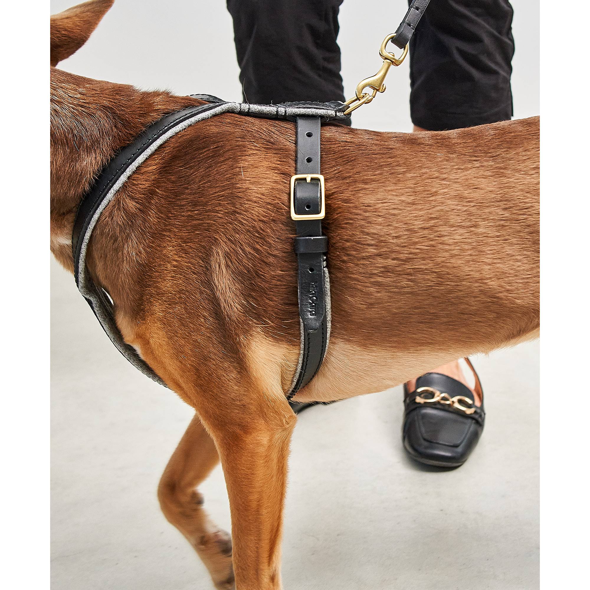 Detail view of MiaCara Verona designer dog harness showcasing German engineering