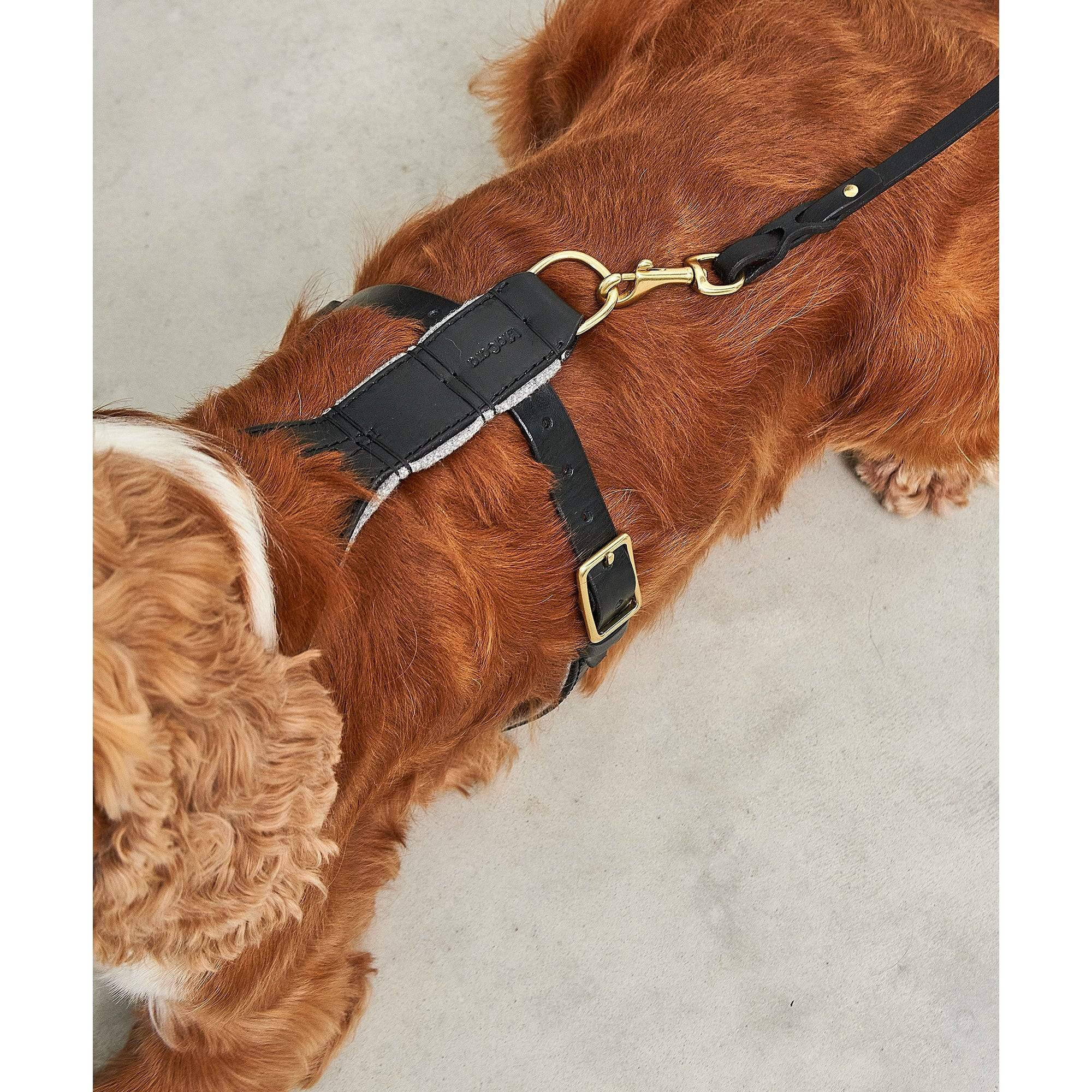 Detail view of MiaCara Verona harness showcasing German design precision and sustainable materials