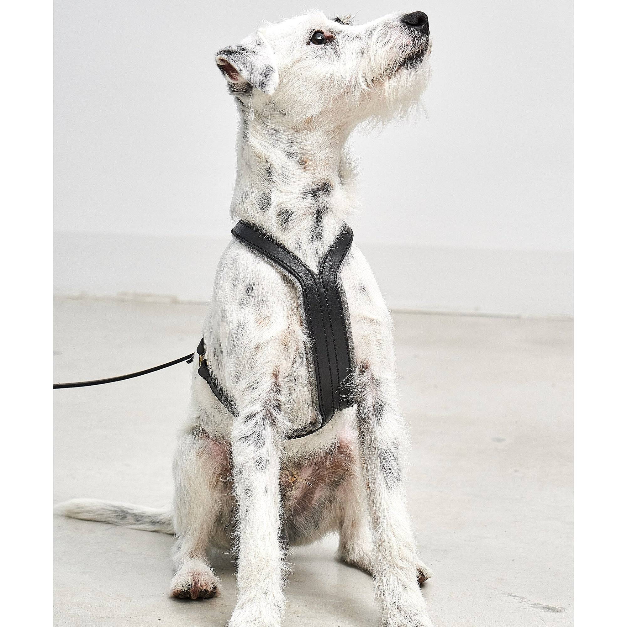 Detail view of MiaCara Verona designer dog harness showcasing German minimalist construction